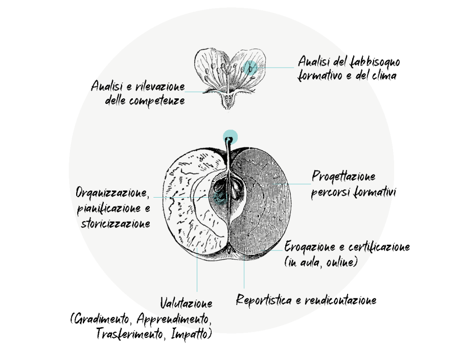 immagine del ciclo di vita della formazione online